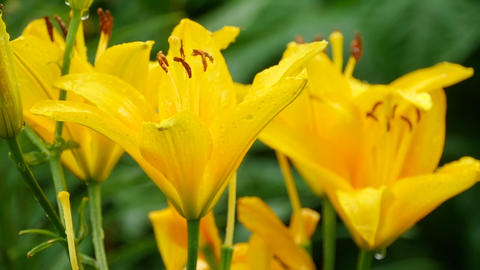 Yellow Lily flower after rain