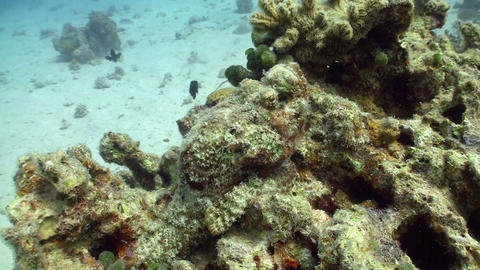 Stonefish on Coral Reef, Red sea