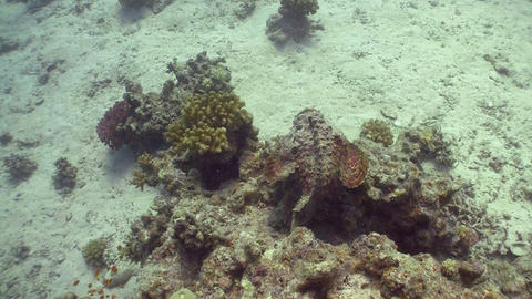 Stonefish on Coral Reef, Red sea