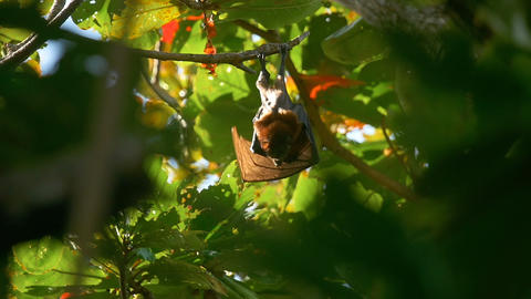 Flying fox washes