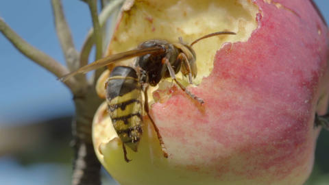 Hornet eats red apple