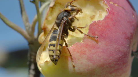 Hornet eats red apple