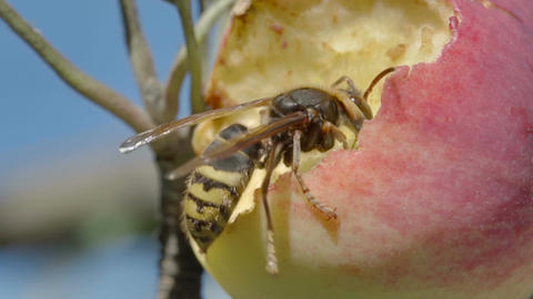 Hornet eats red apple