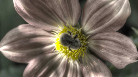 Bumblebee on dahlia flower