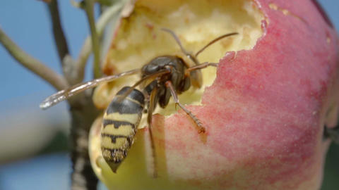 Hornet eats red apple