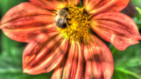 Bumblebee on dahlia flower