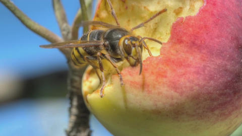 Hornet eats red apple