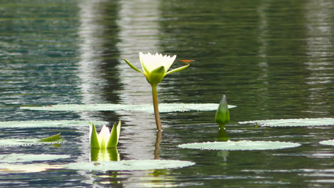 Dragonfly sits on white lilly flower in the pond