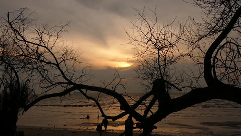 Amazing sunset view at the beach with dead tree silhouette foreground