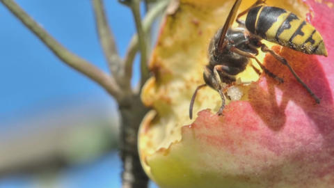 Hornet eats red apple
