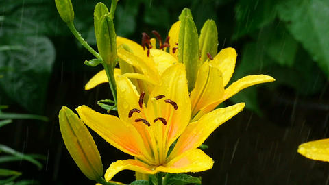 Yellow Lily buds and petals under rain