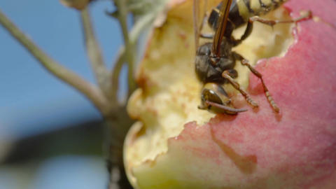 Hornet eats red apple