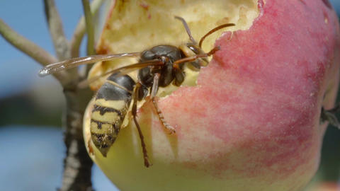 Hornet eats red apple