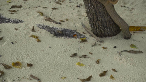 Monarch butterfly on sandy beach