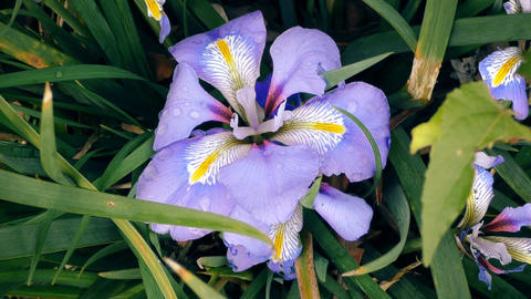 Spring. Beautiful purple flower