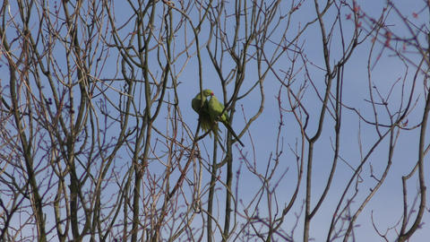 Parrots - Parakeets on a tree branch