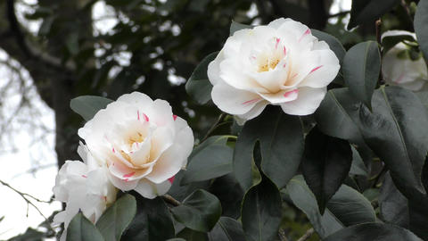 Spring. Beautiful white flowers on the branches