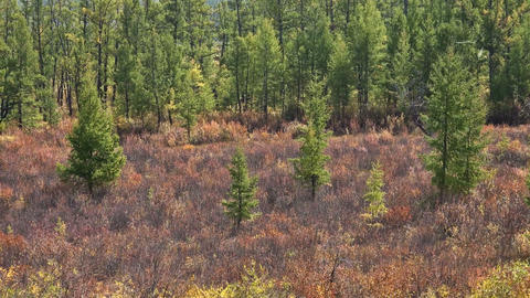 Summer edge of forest with young trees