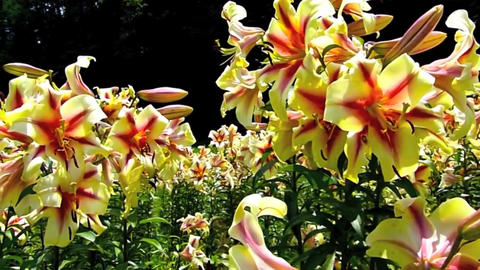 blooming flower of the Lily