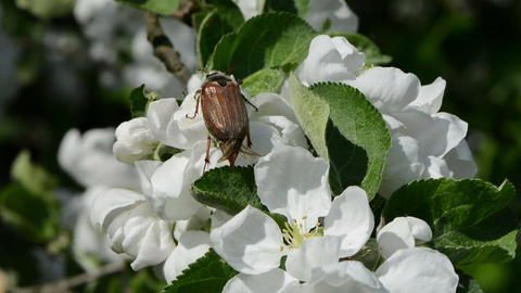 May bug on flowering apple tree