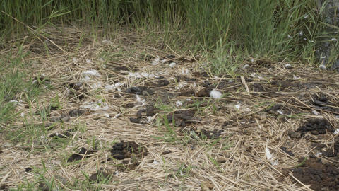 Trumpeter Swan Fecal Matter Pollution Pan