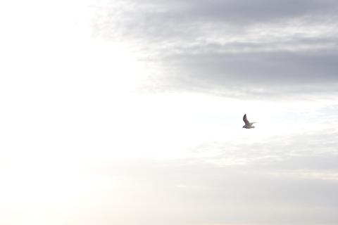 A bird in the white sky