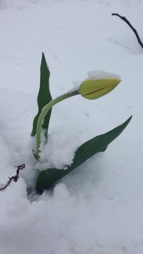 Flower yellow tulip Snow