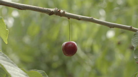 The red cherry on a tree in the garden close-up view