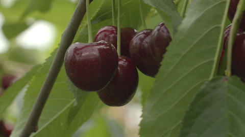 Cherry Tree Branch organic food eco-garden