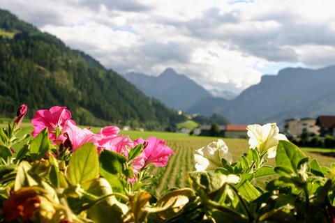 mountain flowers