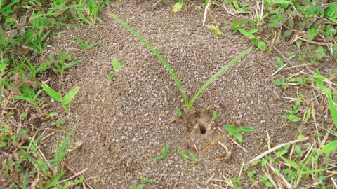 Ant Colony