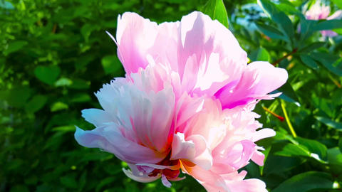 Pink peonies in the garden.Slow motion, movement around the axis of the flower