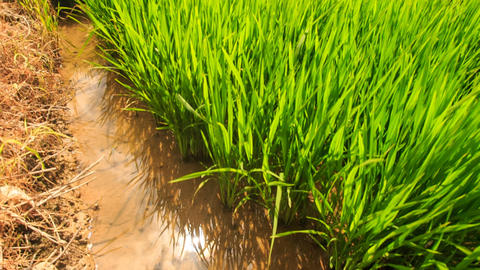 Rice Field Irrigation Canals against Distant Village