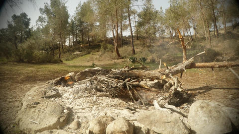 small fire, hand laying branches, close-up, behind trees, sunny day