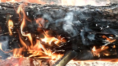 Forest fires. Burning the trunk of a pine