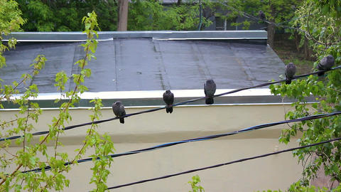 Pigeons in the Rain