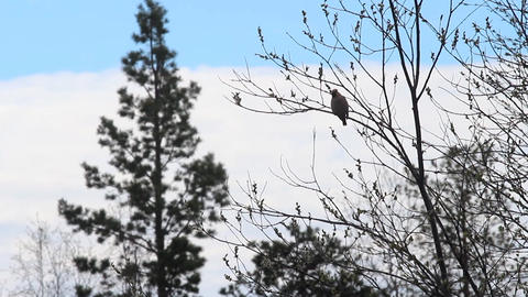 Waxwing bird on a tree branch
