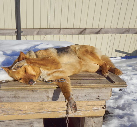 Red dog lies on a kennel under a bright sun