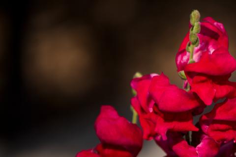 Beautiful red petals with dark blur background