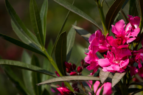 Amazing view of colorful pink flower