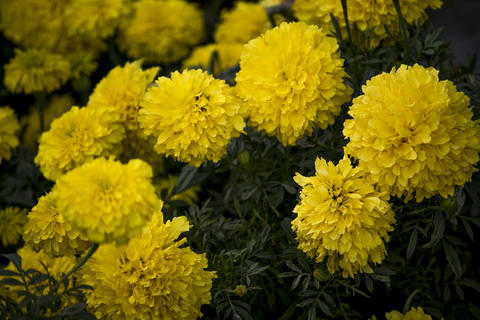 Bunch of beautiful yellow flowers blooming in sunset