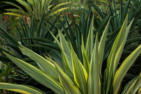 Natural and beautiful green leaves in sunlight
