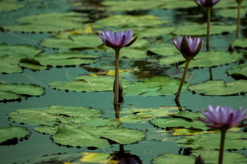Beautiful purple lotus blooming in the pond