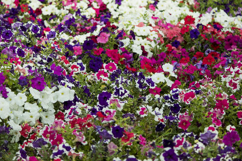 Beautiful bunch of colorful flowers in a garden