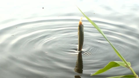 evening lake freshwater fishing for Rudd