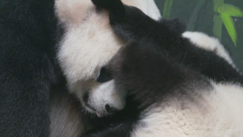 Panda family