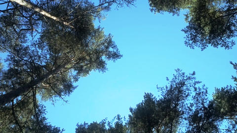 tops of trees and cloud forest beauty height