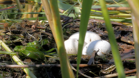 Great crested grebe: floating birds nest in corner of reed