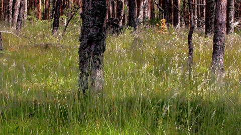 Grass swaying under wind in light pine forest