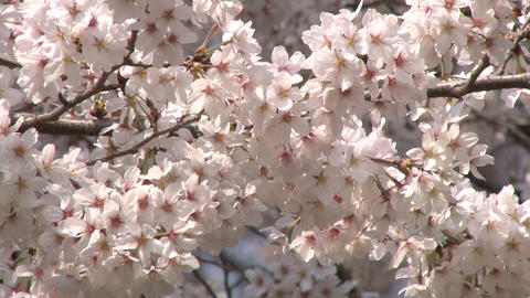 cherry blossom (sakura hanami) japan spring